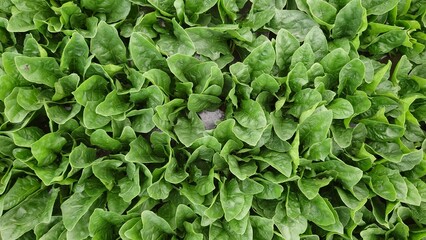 ほうれん草、収穫直前、今日の仕事、緑の絨毯、緑の野菜【品種】グリーンアップ（MSS-1211）　【撮影日時】2022-05-07 08:38　【播種日】2022/3/31