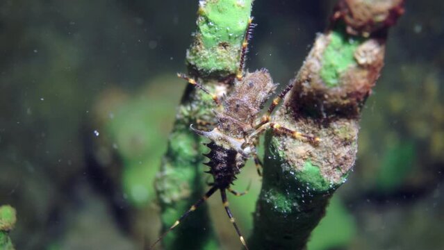 Macro shooting crayfish Acanthogammarus deep underwater in animal world of peculiar wild nature of Lake Baikal in Siberia Russia.