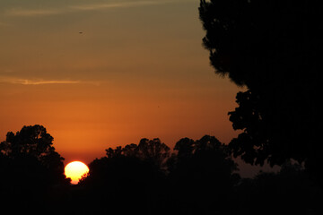 Long shot of sunset among trees