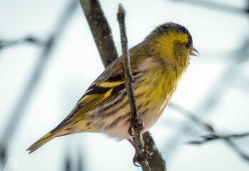 Eurasian siskin on a branch