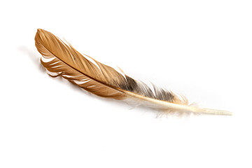 brown feather of a hen on a white background