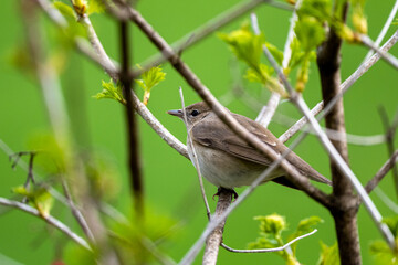 The bird hidden in the bush. Garden warbler, Sylvia borin, Poland.