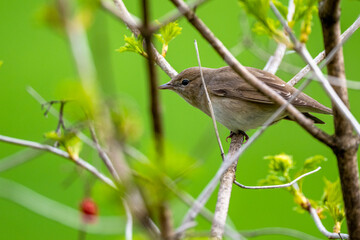 The bird hidden in the bush. Garden warbler, Sylvia borin, Poland.