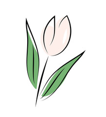 Różowy tulipan © Monika Janiak-Klicha