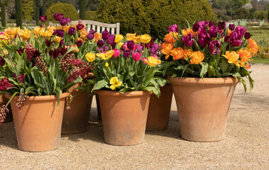 spring flowers in terracotta plant pots