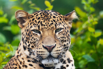 Javan leopard laying in the jungle, grass, trees and waiting for spoil. Portrait of a rare Asian...