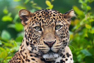 Javan leopard laying in the jungle, grass, trees and waiting for spoil. Portrait of a rare Asian...