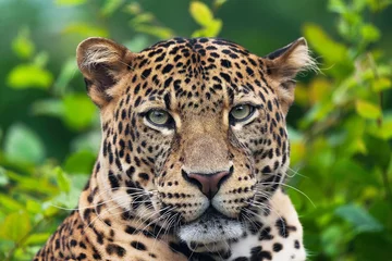 Gordijnen Javan leopard laying in the jungle, grass, trees and waiting for spoil. Portrait of a rare Asian leopard. Panthera pardus melas. Morning sun, green background. The dangerous javan predator. © jirka