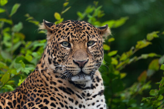 Javan leopard laying in the jungle, grass, trees and waiting for spoil. Portrait of a rare Asian leopard. Panthera pardus melas. Morning sun, green background. The dangerous javan predator.
