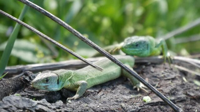 green lizards sun bathing in nature