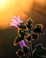 common mallow at sunset