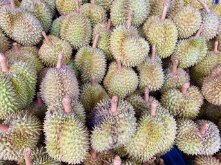 Naklejka na ściany i meble Durian fruit is placed in a basket for sale to the buyer in fruit market,Thailand.Durian that is known as the king of fruits of Thailand.