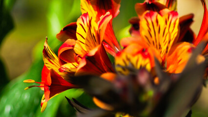 Macro de pétales de Lilas des incas oranges