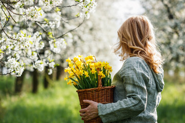 Woman with daffodil flowers in basket walking in blooming cherry tree orchard. Spring season in...