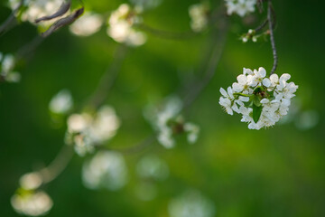 Blooming spring garden. Flowering twig on a background of green grass.