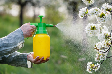Farmer spraying blooming fruit tree against plant diseases and pests. Using spray bottle with...