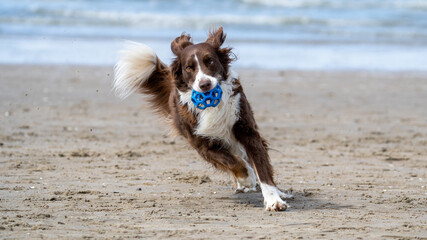 border collie running on the beach with a blue toy in his mouth in summertime