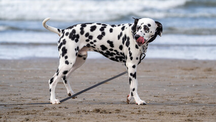 dalmatian on the beach
