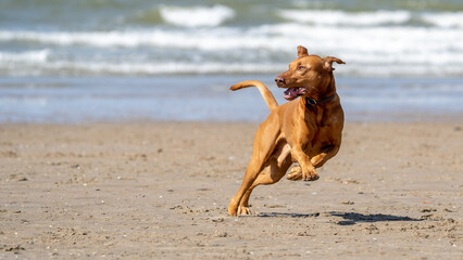 dog running on the beach