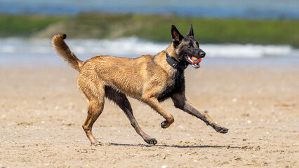 german shepherd dog on beach with a ball in his mouth to play on the sand on a sunny summer day