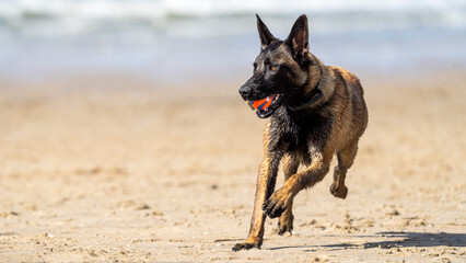 german shepherd dog on beach with a ball in his mouth to play on the sand on a sunny summer day