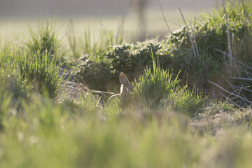 Wildkaninchen am Bau
