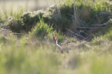 Wildkaninchen am Bau