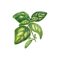 Basil in watercolor on a white background. One sprig of Provencal herbs: marjoram, basil, cumin, rosemary. The illustration is suitable for design, booklet, menu, flyers, invitations. Realistic branch