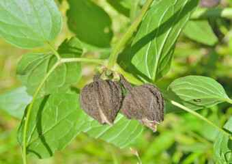 Flower of wild clematis (Clematis fusca)
