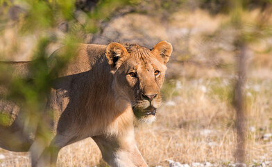 lioness walking on the savannah