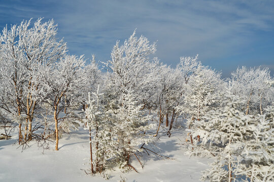 snow-covered trees in the forest. white trees and blue sky