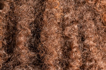 Close up of curly brown and well looking pinch of hair. Hair care concept. - obrazy, fototapety, plakaty