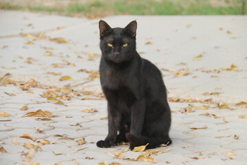 A black cat is standing in front of you and under it the fallen autumn leaves