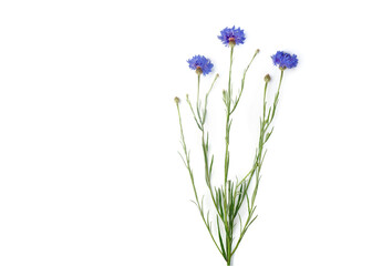 Obraz premium Blue Cornflower Herb or bachelor button flower bouquet isolated on white background, copy space