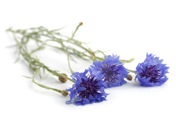 Fototapeta premium Blue Cornflower Herb or bachelor button flower bouquet isolated on white background