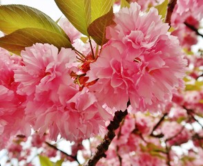 Japanische Kirschblüte