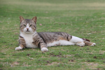 Naklejka na ściany i meble Beautiful cats lying on the green grass with their beautiful and distinctive eyes