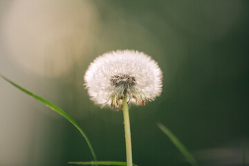 Dandelion in nature, the period of seed ripening, a white ball with a pattern and the flight of mature seeds, close-up.