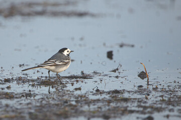 Motacilla alba