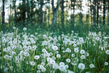 A field with a lot of dandelions in nature, the period of seed ripening, a white ball with a...
