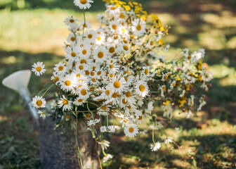 A bouquet of field daisies in a garden watering can on the ground, summer background