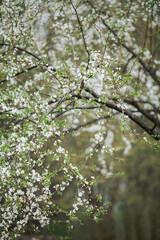 Fototapeta na wymiar Tree branch in bloom with beautiful backgrond, cherry plum blossom close up