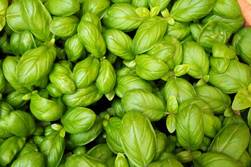 Basilico