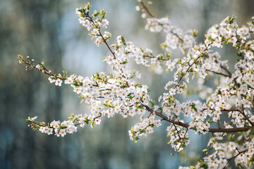 Tree branch in bloom with beautiful backgrond, cherry blossom close up