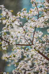 Tree branch in bloom with beautiful backgrond, cherry blossom close up