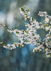 Tree branch in bloom with beautiful backgrond, apple blossom close up