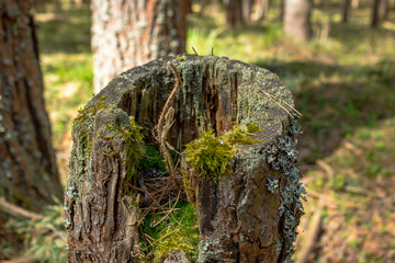 Stump in the forest in moss close-up. Green moss on a rotten dry stump.