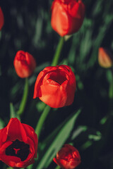 Fototapeta premium Group of red tulips in the park. Spring landscape.
