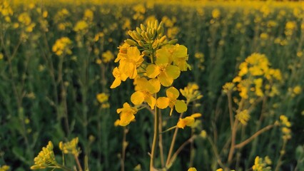 yellow flowers in the field
