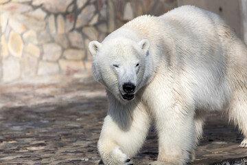 portrait of a polar bear in the zoo